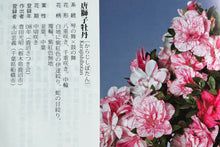Load image into Gallery viewer, 日本🇯🇵皐月杜鵑 唐獅子牡丹 Satsuki azalea Rhododendron
