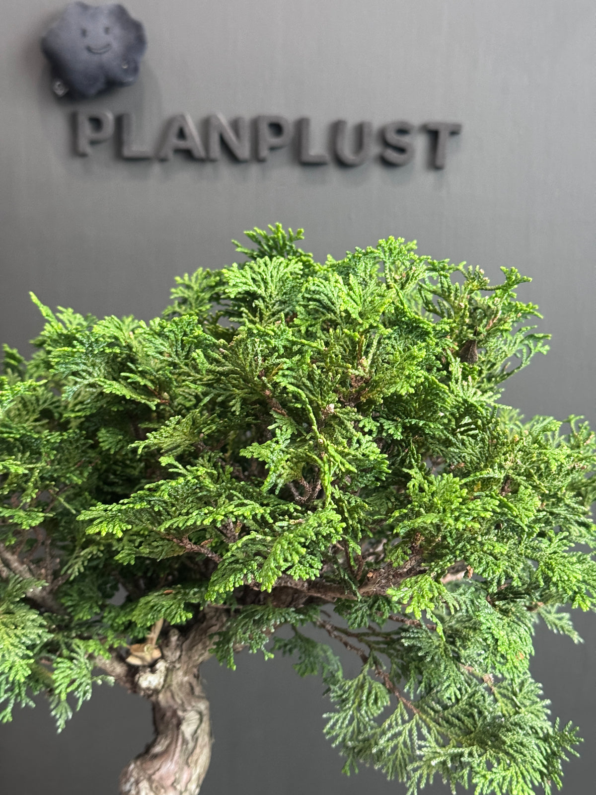日本🇯🇵津山檜Chamaecyparis obtusa （附上影片）