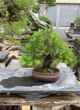 將圖片載入圖庫檢視器 預購日本🇯🇵山採 太幹黑松 Black Pine (附上影片)
