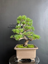 將圖片載入圖庫檢視器 日本🇯🇵五葉松 Japanese White Pine (附上影片)
