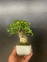 將圖片載入圖庫檢視器 預訂日本🇯🇵小真弓Euonymus alatus (附上影片)
