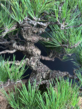 將圖片載入圖庫檢視器 預購日本🇯🇵黑松 Black Pine (附上影片)
