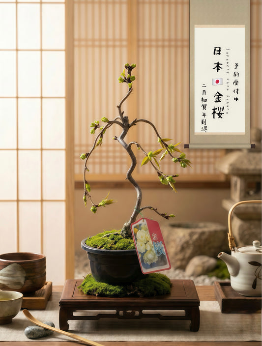 (Sold Out) Pre-order for Japan arriving in Hong Kong in March 2026🇯🇵Golden Cherry🌸Ukon Sakura Japan🇯🇵Direct delivery from Osaka to Hong Kong