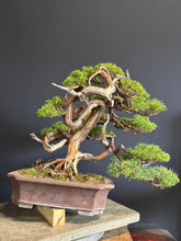 Load images into the gallery viewer Pre-order Japan🇯🇵Japanese Itoigawa Shimpaku (with video)
