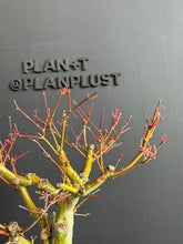 將圖片載入圖庫檢視器 日本🇯🇵紅葉 出猩々 岀猩猩Deshojo (附上影片)
