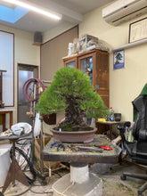 將圖片載入圖庫檢視器 預購日本🇯🇵山採黑松 Yamadori Black Pine (附上影片)
