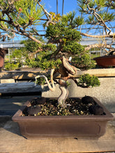 Load images into the gallery viewer Pre-order Japan🇯🇵Japanese Itoigawa Shimpaku (with video)

