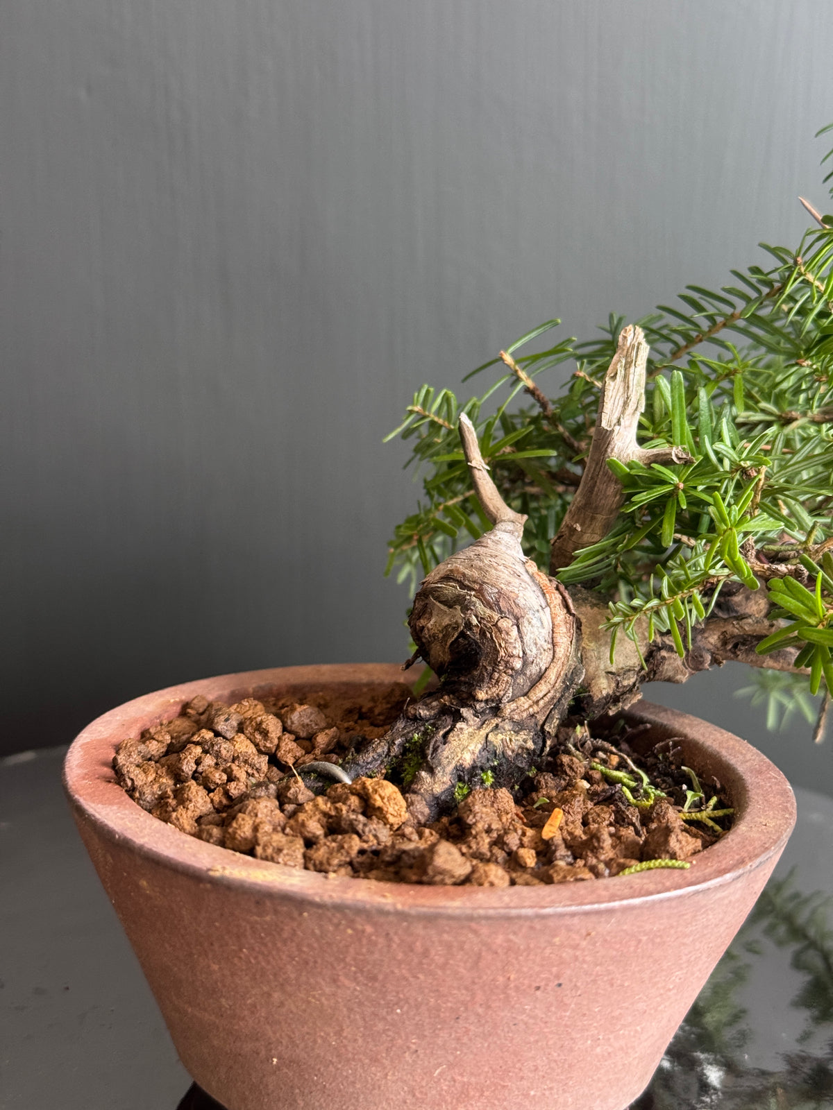 日本一位盆景 Taxus Cuspidata 幹身紋理細節