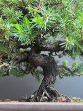 Load images into the gallery viewer Japan🇯🇵Juniper (Juniperus Rigida) (Video attached)
