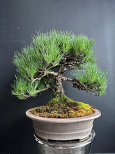 將圖片載入圖庫檢視器 日本🇯🇵黑松 Japanese Black Pine (附上影片)
