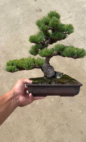 香港網上日本盆景專門店BONSAI PLAN+T 預購日本五葉松盆栽