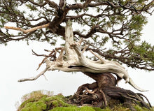 將圖片載入圖庫檢視器 預購日本🇯🇵山採杜松 伊達譽 Juniperus rigida (附上影片)
