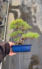 Load images into the gallery viewer 預購日本🇯🇵五葉松 Japanese White Pine (附上影片)
