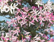Load images into the gallery viewer Japan🇯🇵Satsuki Azalea Rhododendron
