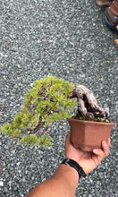 Load images into the gallery viewer Pre-order Japan🇯🇵Japanese White Pine (with video)
