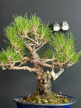 Load image into Gallery viewer, 日本🇯🇵黑松 Black Pine (附上影片)
