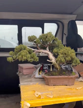 Load images into the gallery viewer Pre-order Japan🇯🇵Japanese Itoigawa Shimpaku (with video)
