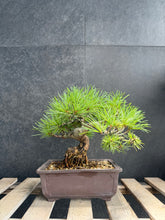 Load images into the gallery viewer 日本🇯🇵五葉松 Japanese White Pine (附上影片)
