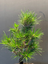 將圖片載入圖庫檢視器 日本🇯🇵黑松 千壽丸 Black Pine / Pinus Thunbergii (附上影片)
