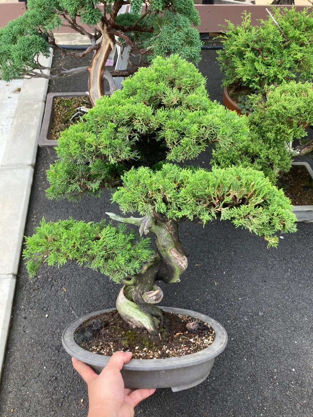 預購日本🇯🇵糸魚川真柏 Japanese Itoigawa Shimpaku (附上影片)