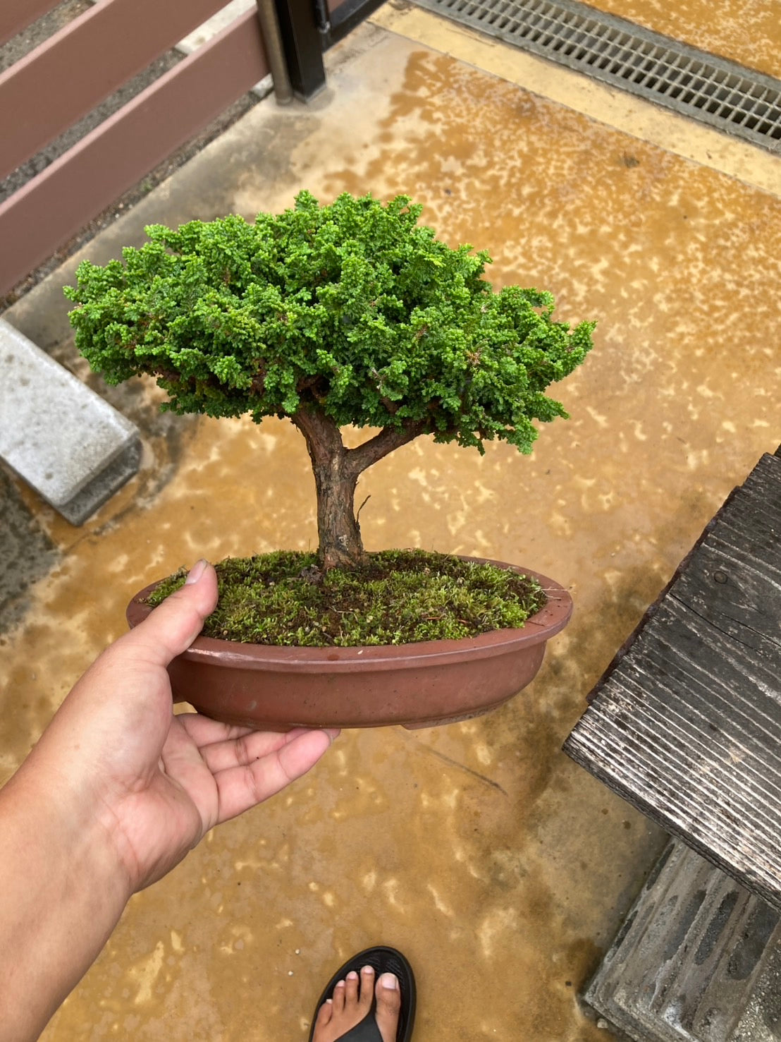 日本石化檜盆景 Sekka Hinoki Cypress 高22cm 樹齡約20年 整株造型照