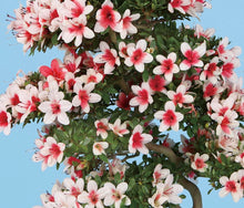 將圖片載入圖庫檢視器 日本🇯🇵皐月杜鵑 日の丸 Satsuki Azalea Rhododendron (附上影片）
