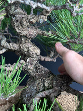 將圖片載入圖庫檢視器 預購日本🇯🇵黑松 Black Pine (附上影片)

