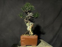 將圖片載入圖庫檢視器 預訂日本🇯🇵 赤松 Red Pine / Pinus Densiflora
