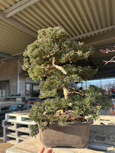 將圖片載入圖庫檢視器 日本🇯🇵糸魚川真柏 Japanese Itoigawa Shimpaku (附上影片)
