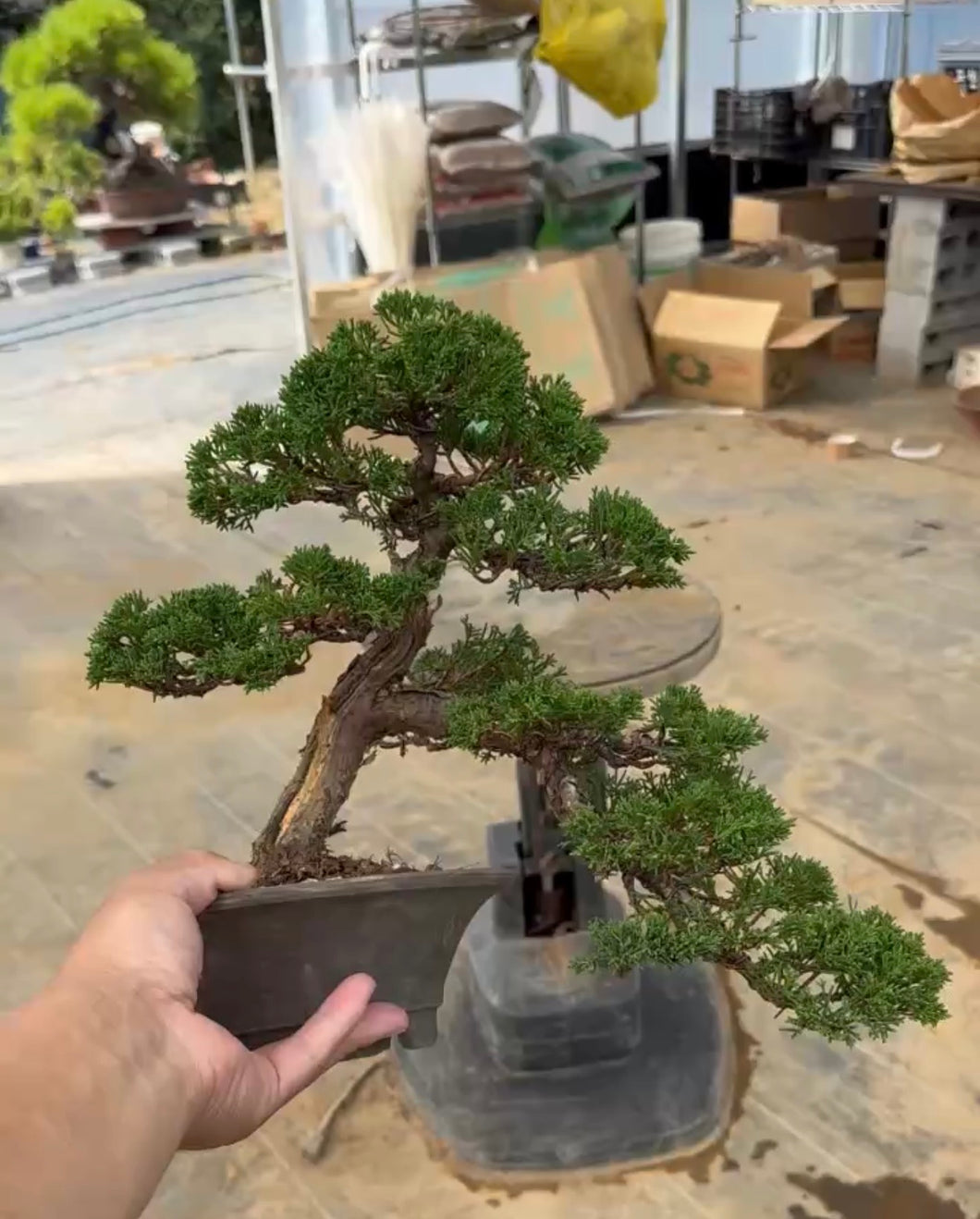 預購日本🇯🇵糸魚川真柏 Japanese Itoigawa Shimpaku (附上影片)