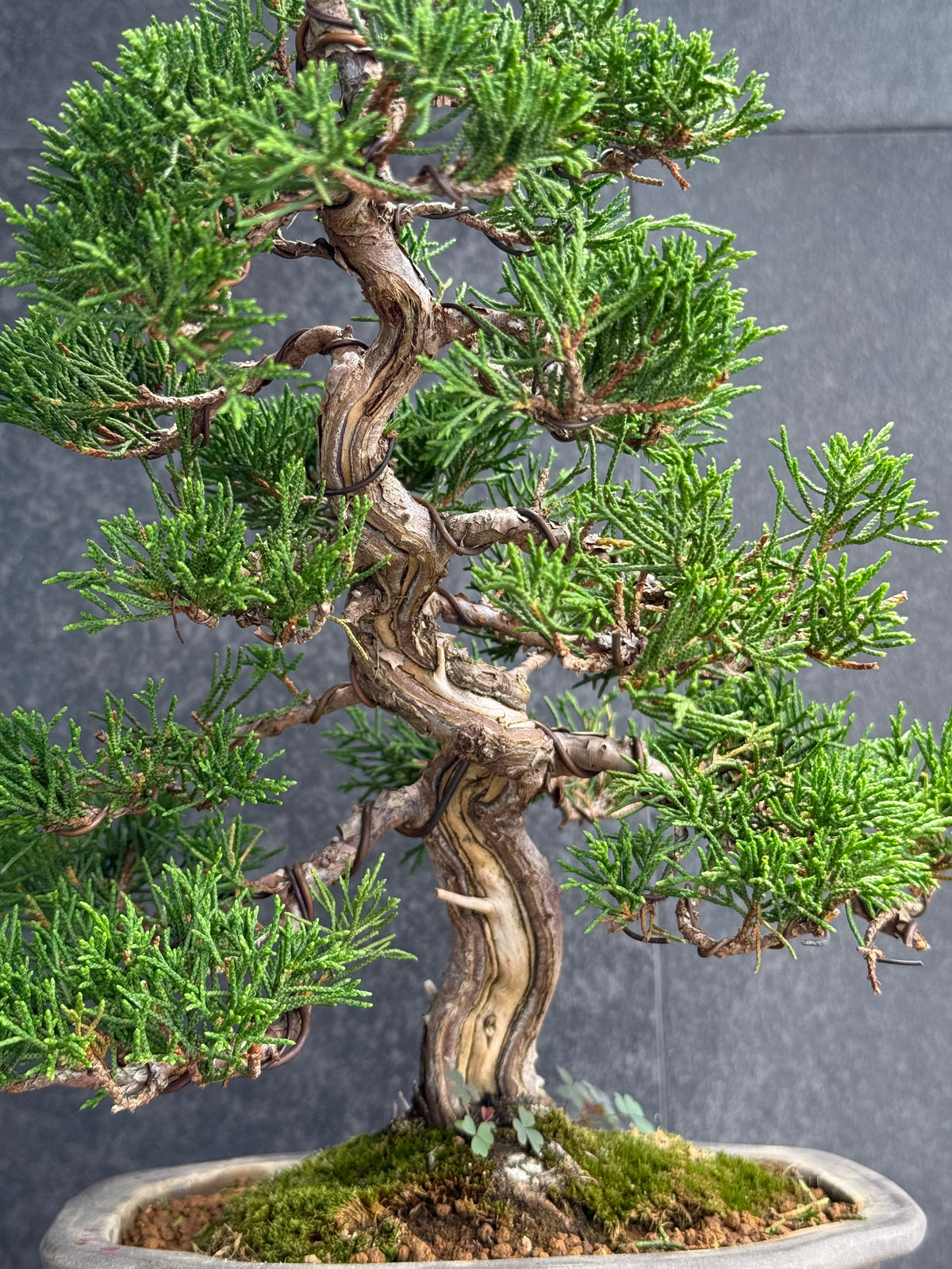 日本🇯🇵糸魚川真柏 Japanese Itoigawa Shimpaku (附上影片)