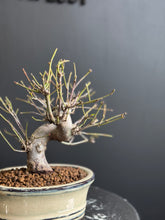 將圖片載入圖庫檢視器 日本🇯🇵もみじ紅葉 桂 Acer Palmatum (附上影片)
