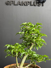 將圖片載入圖庫檢視器 日本🇯🇵楓葉 獅子頭 紅葉 もみじAcer palmatum (附上影片)
