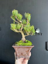 Load image into Gallery viewer, 日本🇯🇵五葉松 Pinus parviflora / Japanese white pine(附上影片)
