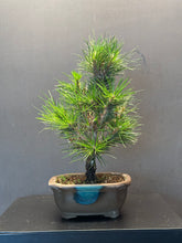 將圖片載入圖庫檢視器 日本🇯🇵黑松 千壽丸 Black Pine / Pinus Thunbergii (附上影片)
