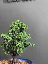 將圖片載入圖庫檢視器 日本🇯🇵石化檜Sekka Hinoki Cypress セッカヒノキ (附上影片)
