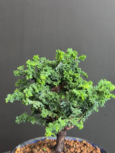 Load images into the gallery viewer 日本🇯🇵石化檜Sekka Hinoki Cypress セッカヒノキ (附上影片)
