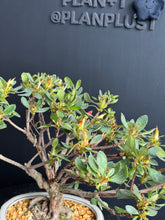 Loading images into the library viewer Japan🇯🇵Satsuki Azalea Rhododendron (video attached)
