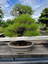 將圖片載入圖庫檢視器 預購日本🇯🇵山採 黑松 Yamadori Black Pine (附上影片)

