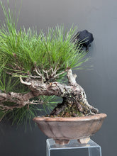Load images into the gallery viewer Japan🇯🇵Black Pine (with video)
