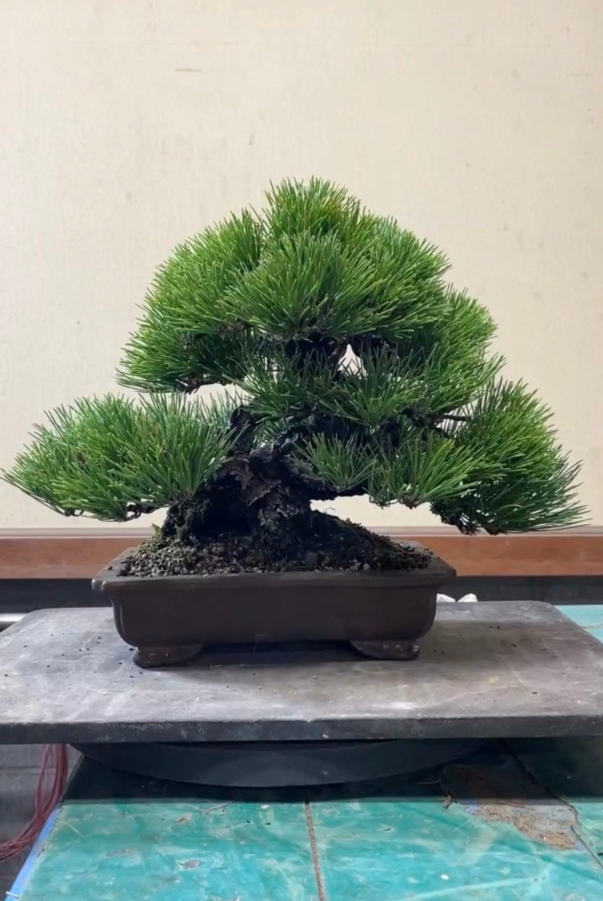 日本黑松盆景 高33cm 樹齡約70年 實拍 - PLAN+T