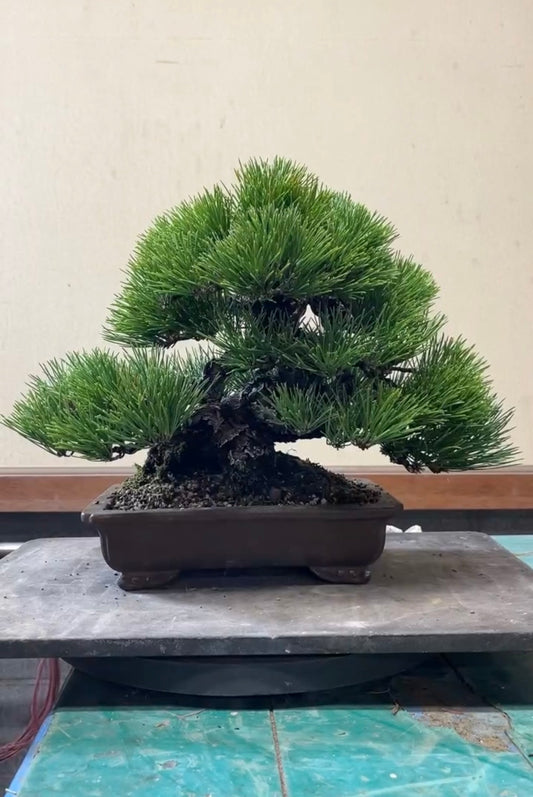 日本黑松盆景 高33cm 樹齡約70年 實拍 - PLAN+T