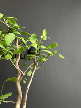 Load an image into the library viewer Japan🇯🇵Ginkgo Biloba (video included)
