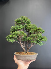 將圖片載入圖庫檢視器 日本🇯🇵 椹檜 Sawara Cypress Chamaecyparis pisifera (附上影片)
