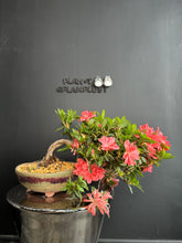 Load image into Gallery viewer, 日本🇯🇵皐月杜鵑 夢花火 Satsuki azalea Rhododendron
