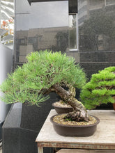 Load image into Gallery viewer, 預訂日本🇯🇵山採太幹 黑松 Black Pine (附上影片)
