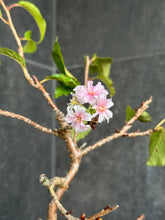 將圖片載入圖庫檢視器 ❗限時預訂❗ 日本🌸十月櫻🌸Autumn Sakura
