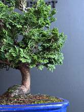 將圖片載入圖庫檢視器 日本🇯🇵津山檜Hinoki Chamaecyparis Obtusa(附上影片)
