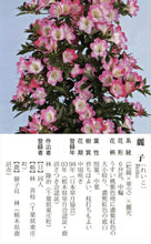 Load image into Gallery viewer, 預購日本🇯🇵皐月杜鵑 麗子 Satsuki azalea Rhododendron (附上影片)
