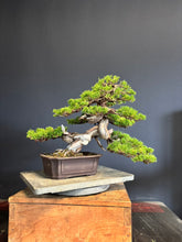 Load images into the gallery viewer Pre-order Japan🇯🇵Japanese Itoigawa Shimpaku (with video)
